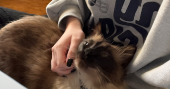 louise pet sitter à LUNEL VIEL 34400_2