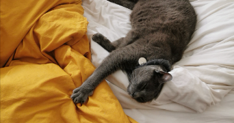 aline cat sitter à bois colombes 92270_8