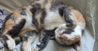 léa pet sitter à VITROLLES 13127_7