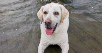 maxime pet sitter à ANTHEUIL PORTES 60162_3