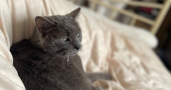 anaïs pet sitter à Paris-20E-Arrondissement 75020_8