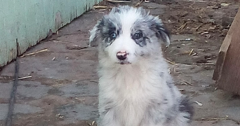 quentin pet sitter à LABRUGUIERE 81290_0