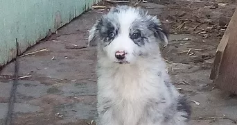 quentin pet sitter à LABRUGUIERE 81290