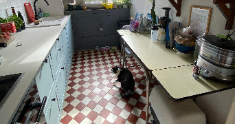 valentine cat sitter à PARIS 18 75018_3