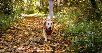 ronan pet sitter à POITIERS 86000_3