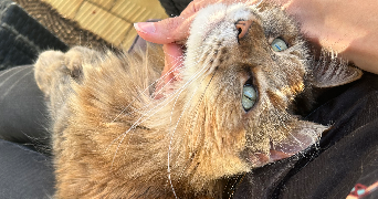 nelly pet sitter à ST PRIEST 69800_3