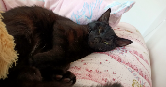 meriem cat sitter à ISTRES 13800_2