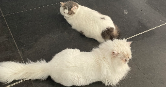 ambre pet sitter à STE MARIE LA BLANCHE 21200_4