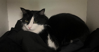 chahinez pet sitter à TREMBLAY EN FRANCE 93290_0