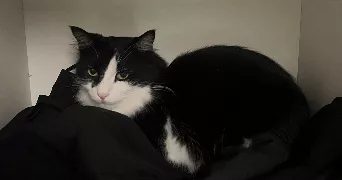 chahinez pet sitter à TREMBLAY EN FRANCE 93290