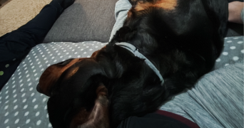 angélique  pet sitter à BOYNES 45300_12