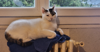 steeve pet sitter à ST BARTHELEMY D ANJOU 49124_1