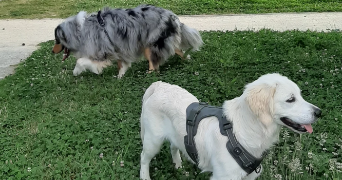 lou pet sitter à RENNES 35000_4