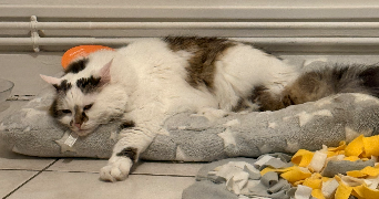 louane pet sitter à VIENNE 38200_1