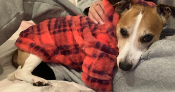 maya pet sitter à GARANCIERES 78890_4