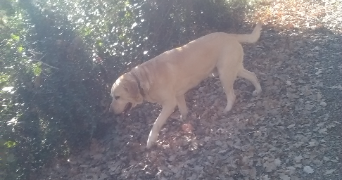 lena pet sitter à CORBERE 66130_1