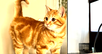 lucie pet sitter à ABSCON 59215_2