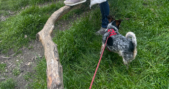 mariana pet sitter à LYON 08 69008_4