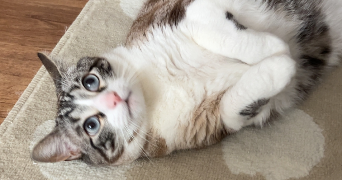 lola pet sitter à BORDEAUX 33300_6