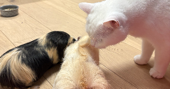 antoine pet sitter à MORSCHWILLER LE BAS 68790_0