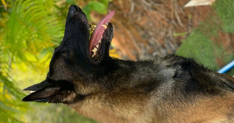 naïdie pet sitter à STRASBOURG 67000_7