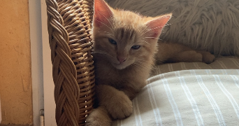 maxime pet sitter à NANTES 44000_3