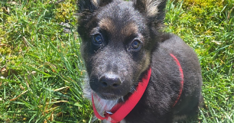 emilie pet sitter à BILLERE 64140_5