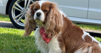 louise pet sitter à BEAUMETZ LES LOGES 62123_3