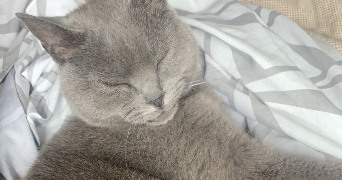kateryna pet sitter à LYON 05 69005_6