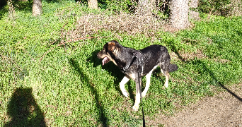 laura pet sitter à ST GENEST LERPT 42530_5