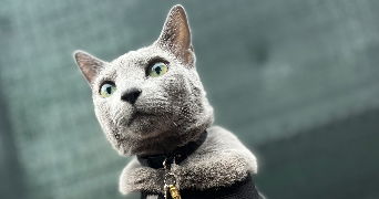 lucie pet sitter à CLAMART 92140_2