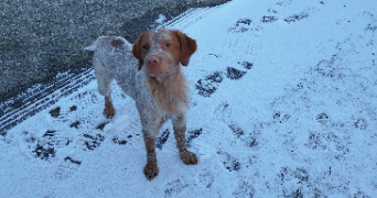 doleine pet sitter à CASTELNAU DE MEDOC 33480_3
