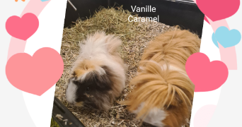 gaelle pet sitter à NOYAL SUR VILAINE 35530_7