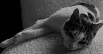 amandine pet sitter à SAUXILLANGES 63490_2