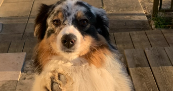 maëlyne pet sitter à ST PIERRE LA PALUD 69210_6