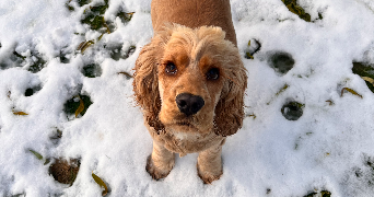 faustine pet sitter à LES CLAYES SOUS BOIS 78340_1