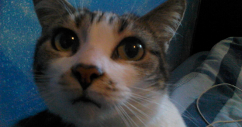 andréa pet sitter à SAUMUR 49400_8