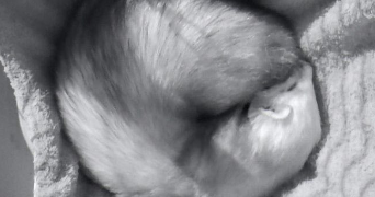 léane pet sitter à NANTES 44000_1