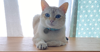 mehdi pet sitter à MARSEILLE 05 13005_0