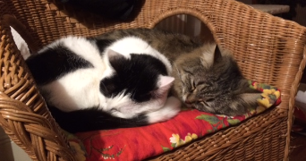 danièle pet sitter à STRASBOURG 67100_1