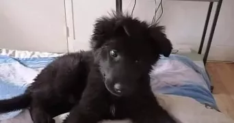 melouki pet sitter à GRENOBLE 38000