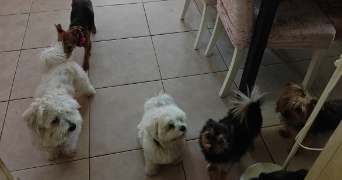 anna pet sitter à CARQUEIRANNE 83320_7