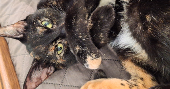 morgane pet sitter à VIDAUBAN 83550_2