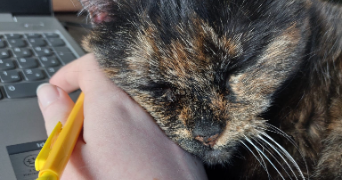 jeanne pet sitter à BOIS GRENIER 59280_1