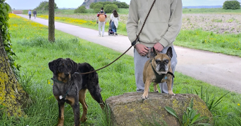 remi pet sitter à STE MARIE KERQUE 62370_1