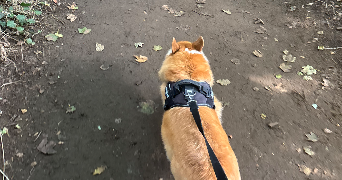océane pet sitter à Bailleul 59270_4