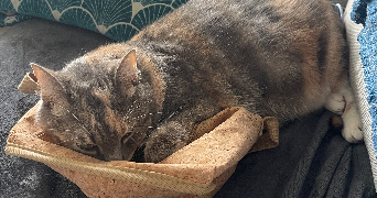 ugo pet sitter à AMIENS 80000_1