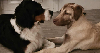 floriane dog sitter à JARVILLE LA MALGRANGE 54140_4