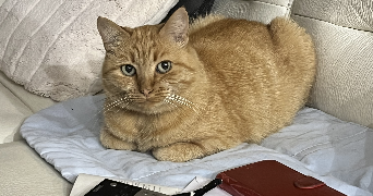 elisabeth pet sitter à MARSEILLE 04 13004_1