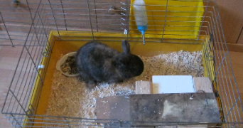 andréa pet sitter à SAUMUR 49400_5